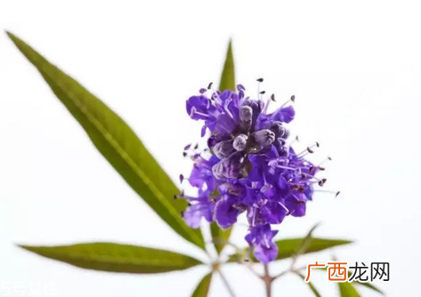 圣洁莓是雌激素吗？圣洁莓是什么来的？