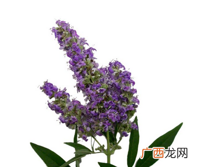 圣洁莓是雌激素吗？圣洁莓是什么来的？