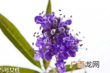 圣洁莓和月见草区别？圣洁莓和月见草有什么不一样？