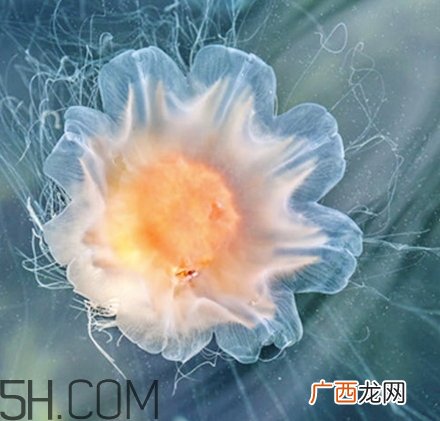稚优泉水母面膜要洗吗？稚优泉水母面膜敷多久？