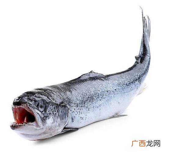冬季淡水鱼的活动规律 银鳕鱼养殖温度