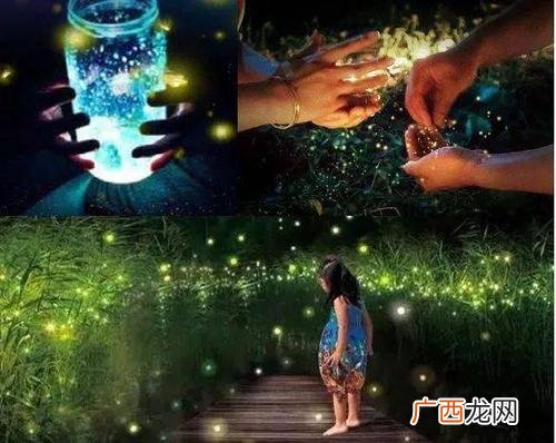 养殖观赏型萤火虫可以吗 萤火虫养殖技术视频