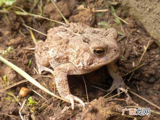 蛤蟆广 袁正洋蛤蟆养殖