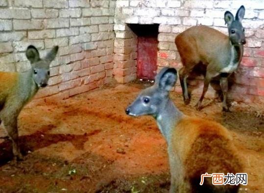 林麝可以养殖吗 云南林麝养殖