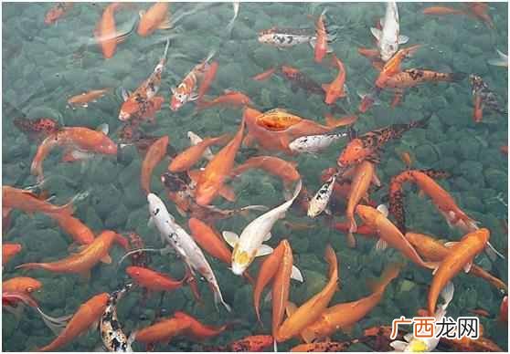 最适合家里的观赏鱼品种 什么鱼好养又好看