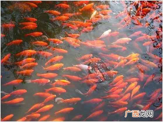 最适合家里的观赏鱼品种 什么鱼好养又好看