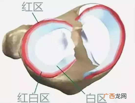 半月板是什么位置 半月板是什么原因引起的