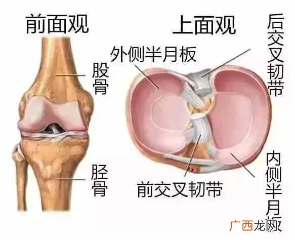 半月板是什么位置 半月板是什么原因引起的