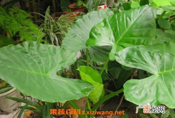 滴水观音和海芋的区别
