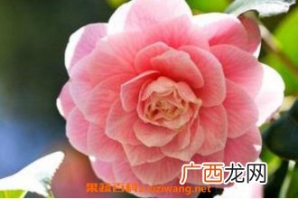 山茶花如何吃 新鲜山茶花的食用方法
