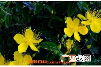 金丝梅的功效与作用及药用价值