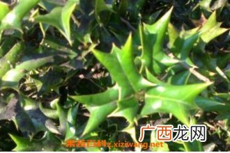 猫儿刺的功效与作用 猫儿刺的药用价值