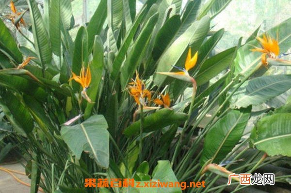 鹤望兰适合养家里吗 鹤望兰冬天怎么养
