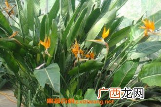 鹤望兰适合养家里吗 鹤望兰冬天怎么养