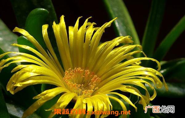 佛手花如何养殖 佛手花的家庭养殖方法