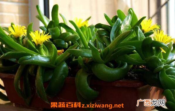 佛手花如何养殖 佛手花的家庭养殖方法