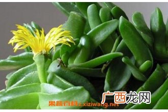 招财佛手如何养殖 招财佛手的养殖方法