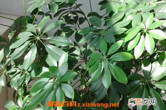 招财树怎么养殖 招财树的养殖方法和注意事项