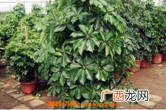 招财树怎么养殖 招财树的养殖方法和注意事项