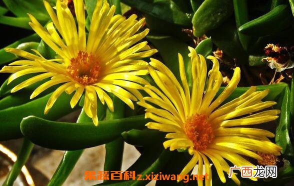 佛手花的功效与作用 佛手花的药用价值
