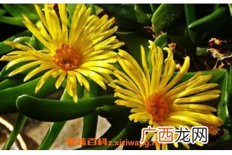 佛手花的功效与作用 佛手花的药用价值