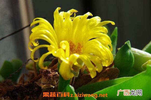 佛手花的功效与作用 佛手花的药用价值