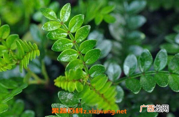 清香木与胡椒木的区别