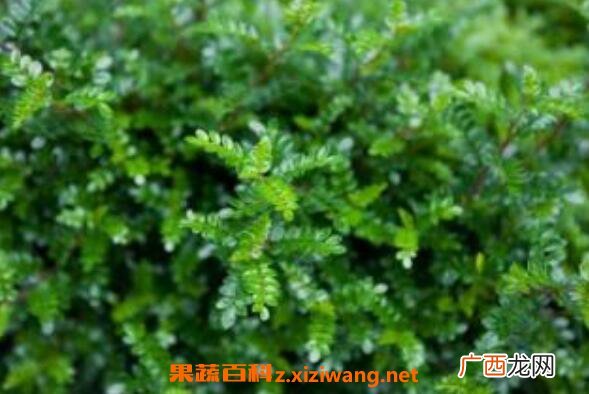 清香木与胡椒木的区别