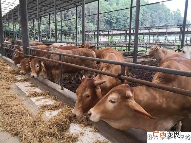云南最适合创业的城市 云南养殖什么适合创业项目