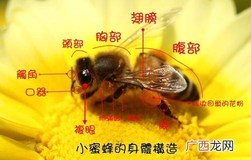 蜜蜂养殖视频下载 在海南蜜蜂养殖视频下载