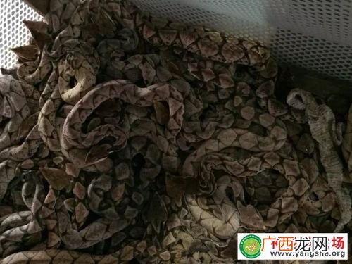 五步蛇最新养殖技术 怎么养殖五步蛇