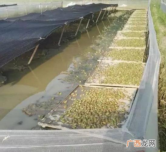 癞蛤蟆养殖 怎样养殖蟾蜍