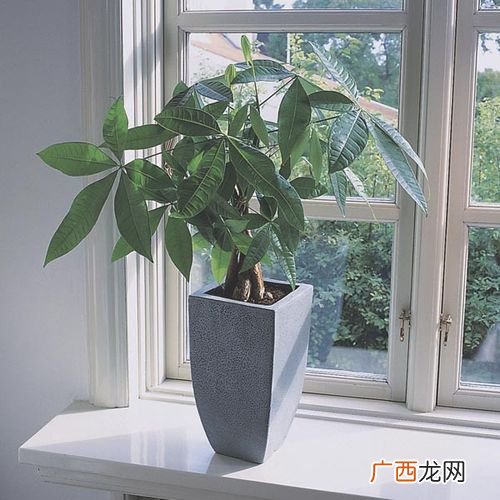 如何种发财树盆景 怎样养殖盆景发财树