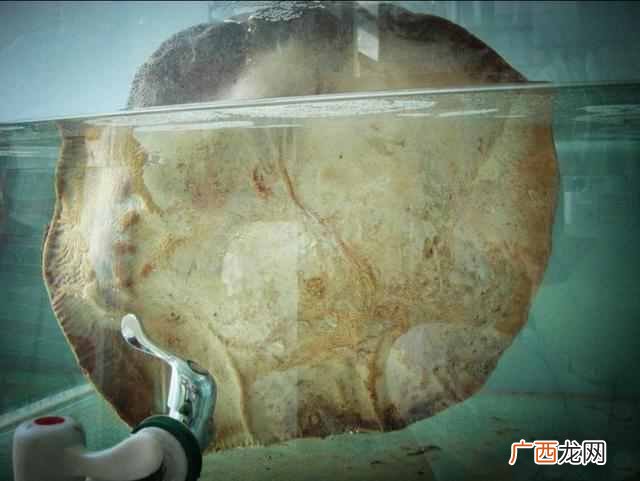 太岁有什么作用 太岁是什么东西