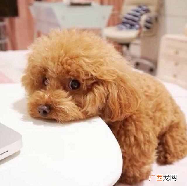 这9种狗好驯养又温柔 什么狗最聪明通人性