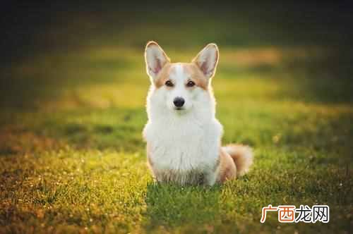 这9种狗好驯养又温柔 什么狗最聪明通人性