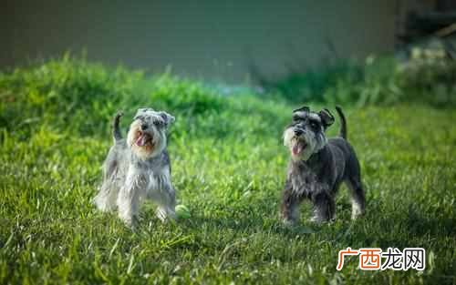 这9种狗好驯养又温柔 什么狗最聪明通人性