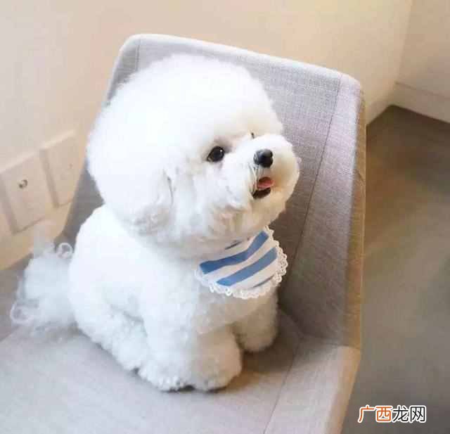 这9种狗好驯养又温柔 什么狗最聪明通人性