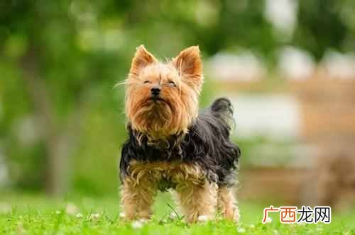 这9种狗好驯养又温柔 什么狗最聪明通人性