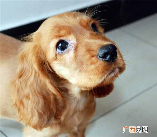 这9种狗好驯养又温柔 什么狗最聪明通人性
