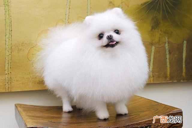 这9种狗好驯养又温柔 什么狗最聪明通人性