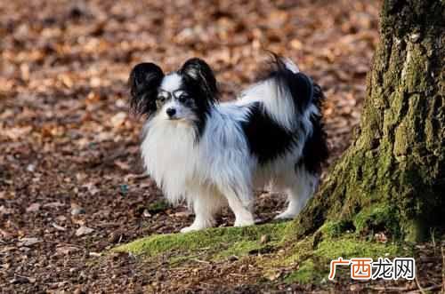 这9种狗好驯养又温柔 什么狗最聪明通人性