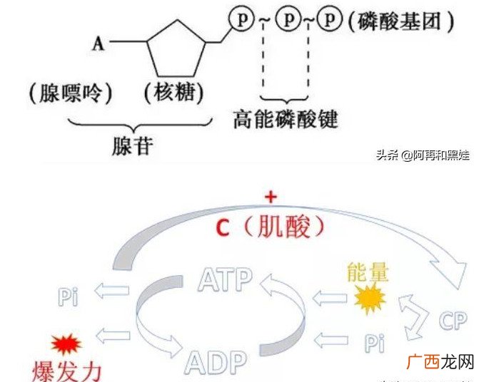肌酸的作用和吃法是什么