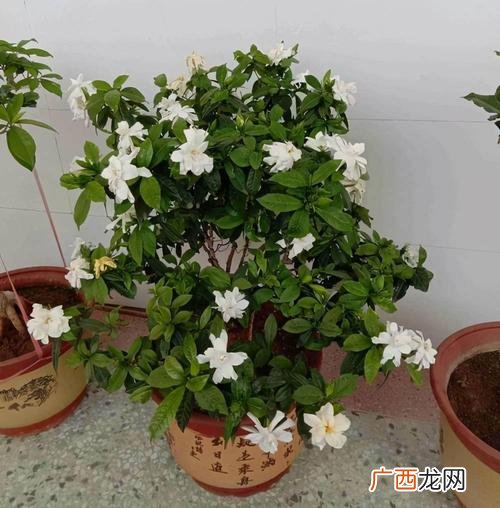 枝枝花栽在家里好吗 枝的花的养殖方法