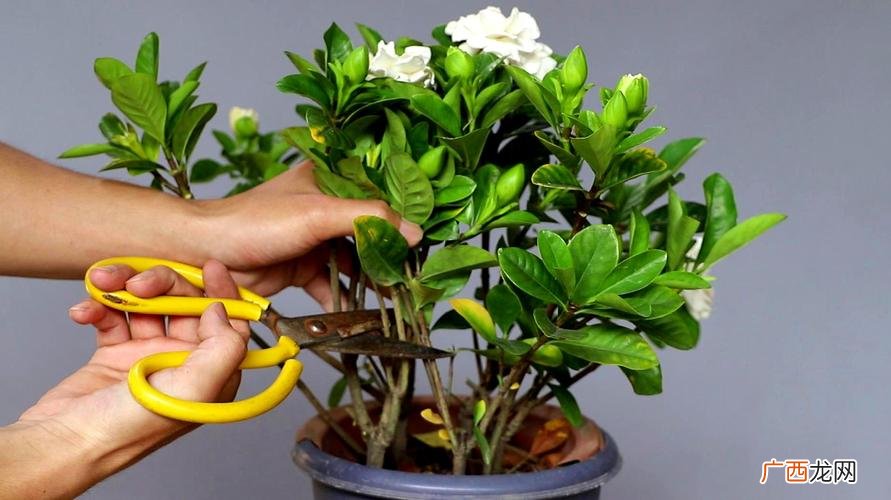 枝枝花栽在家里好吗 枝的花的养殖方法