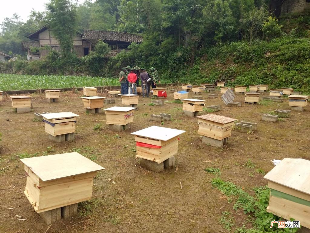 最新中蜂养殖技术大全 中蜂养殖场怎么挂牌