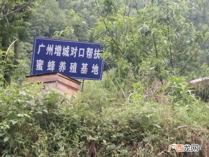 最新中蜂养殖技术大全 中蜂养殖场怎么挂牌