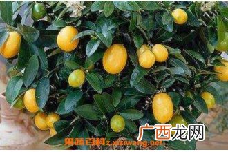 金桔树怎么养 金桔树的养殖方法技巧