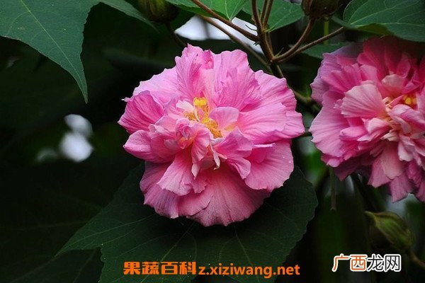 芙蓉有什么功效和作用