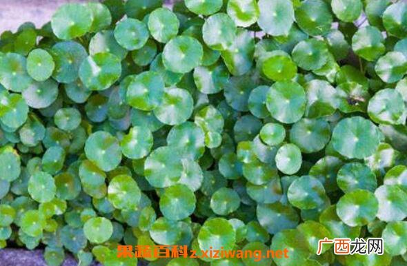 金钱草的副作用及禁忌 养殖金钱草的好处